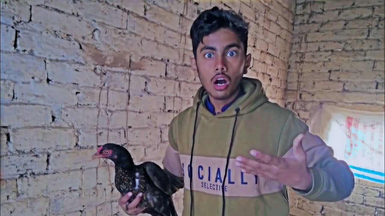 Surprise New hen