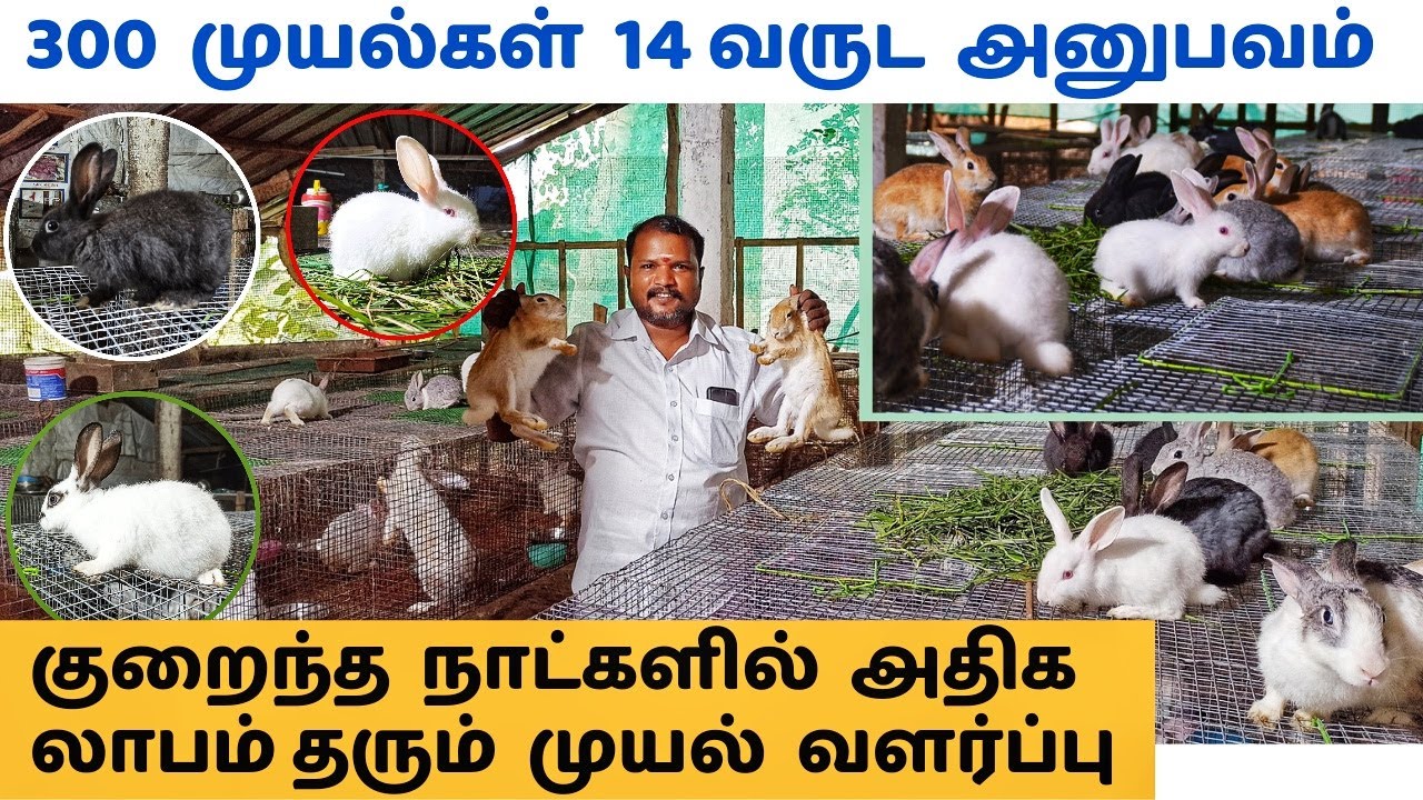 அதிக லாபம் தரும் முயல் வளர்ப்பு தொடங்குவது எப்படி | How To Start Successful Rabbit Farm, 300 rabbits
