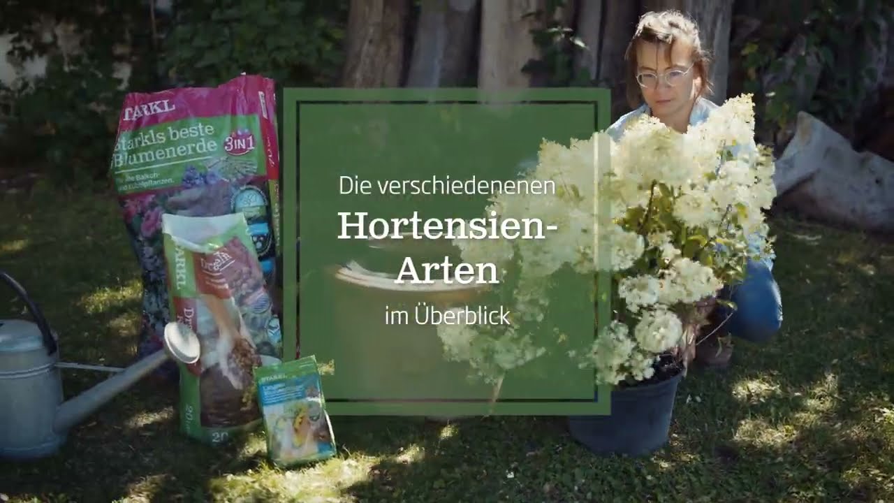 Hortensien-Arten im &Uuml;berblick (Standort, Setzen, Pflege)
