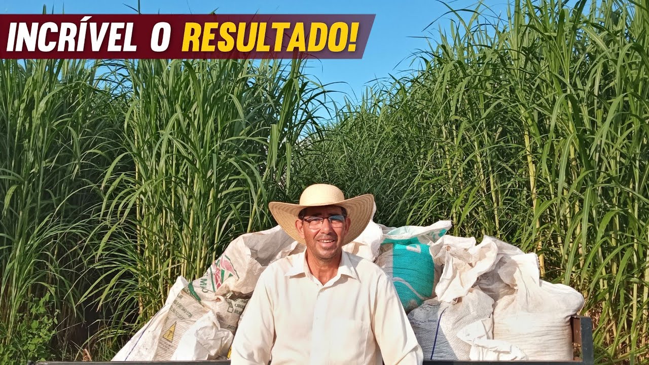 Adubando o CAPIAÇU com ESTERCO de boi e mostrando RESULTADO na PLANTAÇÃO!