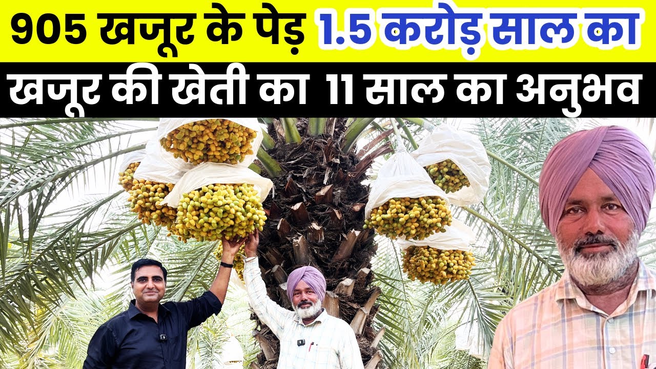खजूर की खेती की A to Z जानकारी, करोड़ो कमाने और गवाने वाले किसान का अनुभव #khajurfarming 
