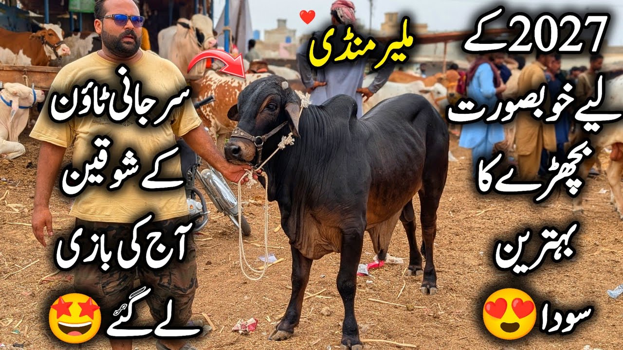Malir Mandi Karachi Cattle Latest Rates & Soday 16 June 2026 || 300K Soda 🤩 || Cow Mandi 2027