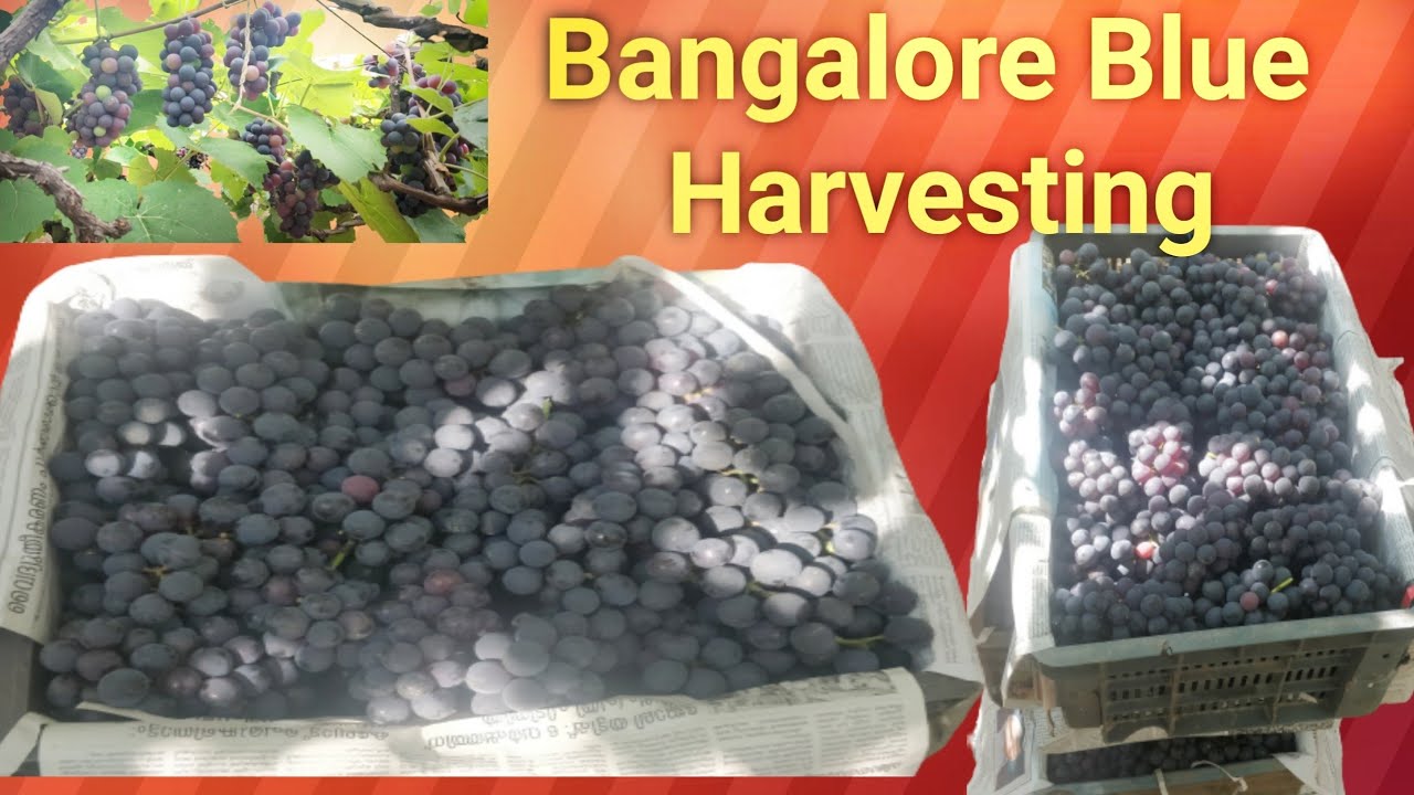 Bangalore Blue grapes, Harvesting, how to grow grapes,how to grow in home!!