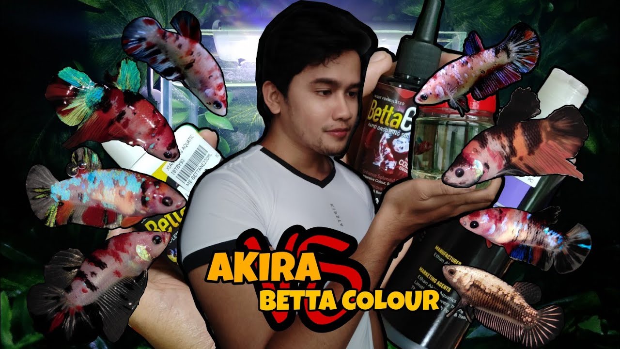HASIL GROOMING IKAN LAGA : GUNA AKIRA BLACKWATER EXTRACT, BETTA EVO, BETTA NEO & TENSION GON