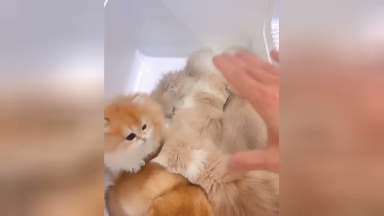 Soft little kittens are going to make you feel loved