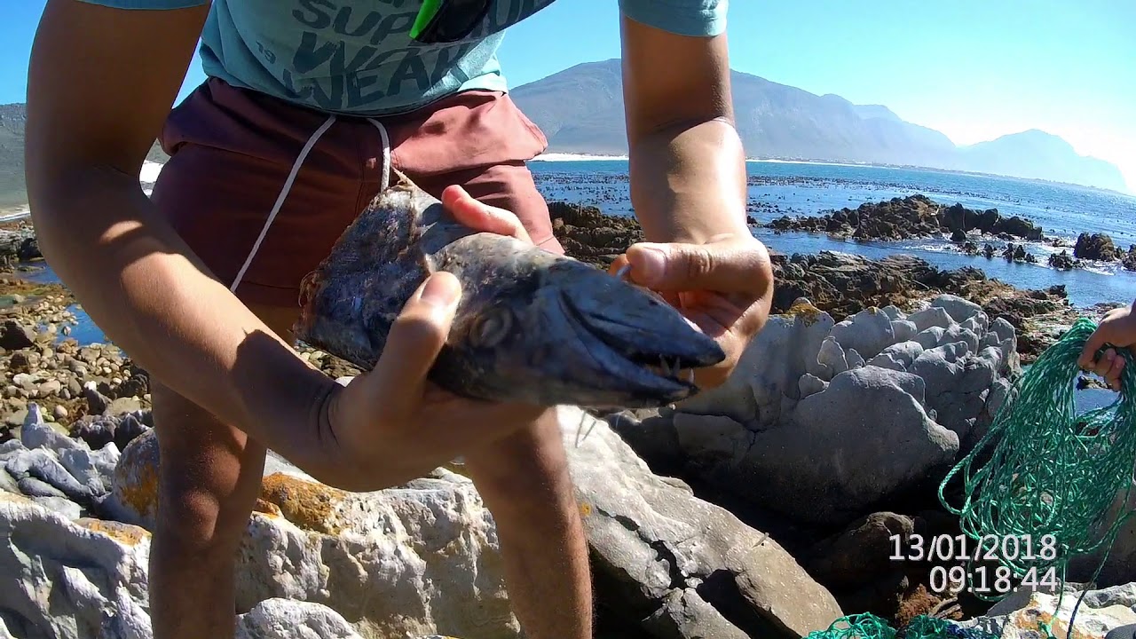 Crayfish Catching, Betty's Bay - Cape Town
