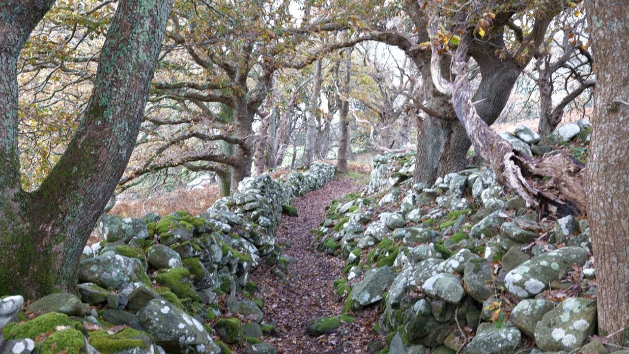 Walking with Oaks