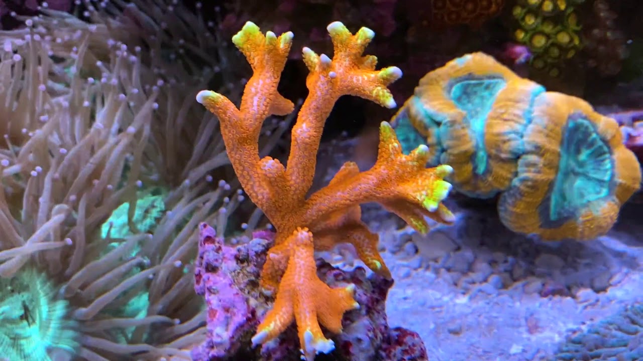 CRAZY CORAL Growth - 6 month update!