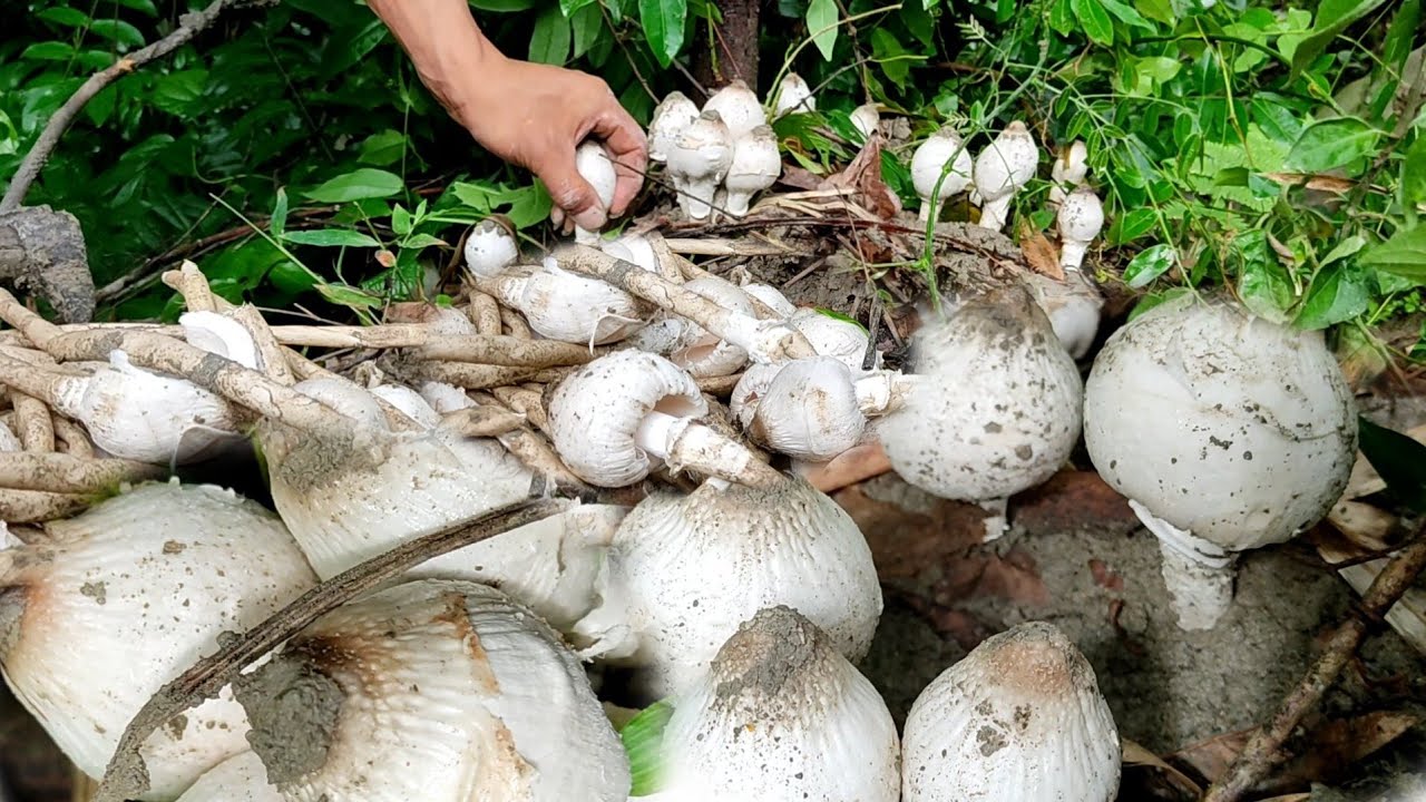 Village life in Nagaland, lots of mushroom from the forest, cook delicious food with vegetables