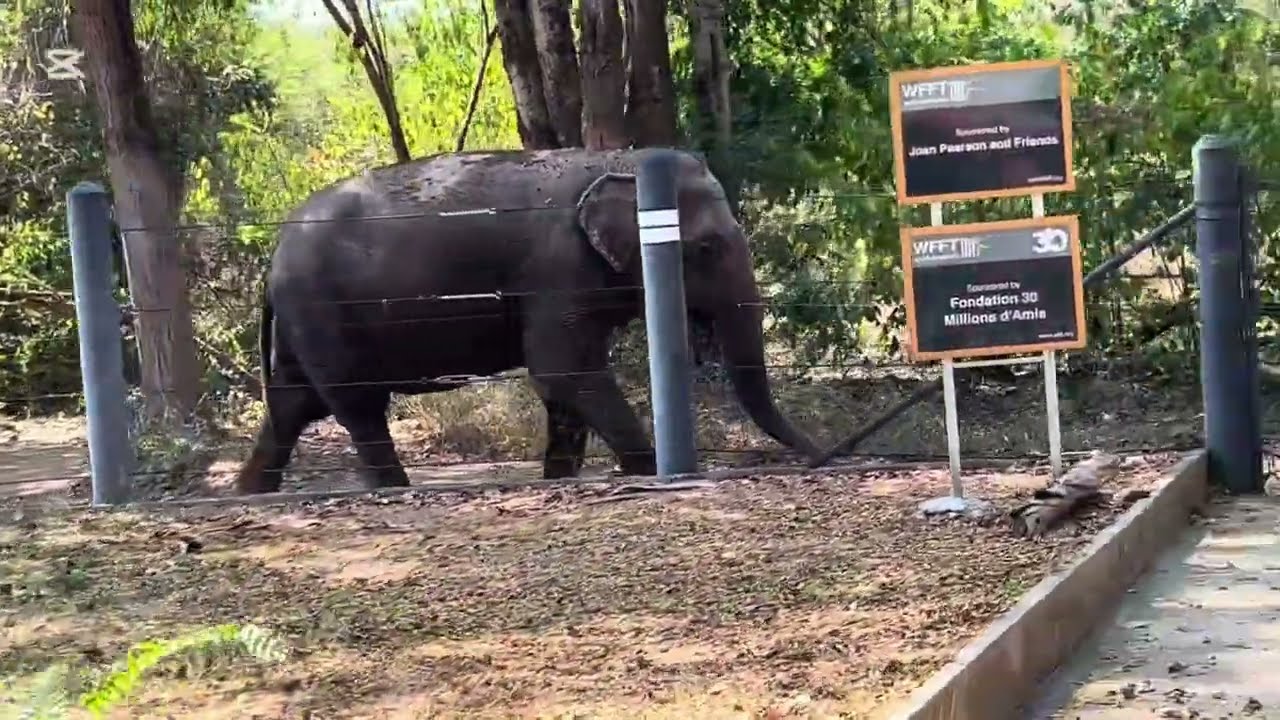 Wild life friends foundation Thailand
