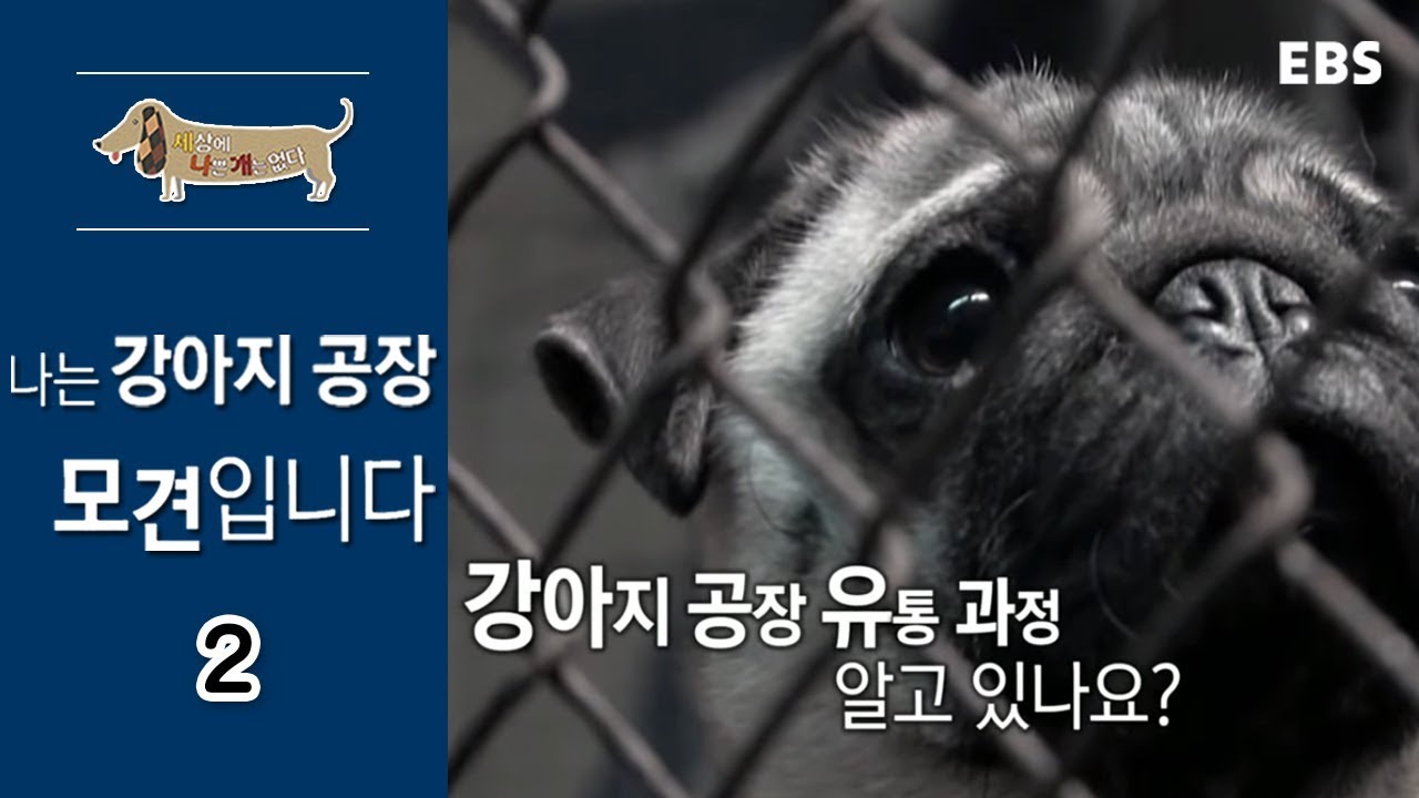 세상에 나쁜 개는 없다 - 나는 강아지공장 모견입니다_#002
