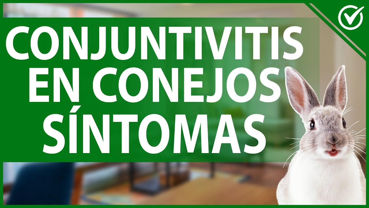 🐇 Conjuntivitis en Conejos - Qué es, Causas, Tipos, Síntomas y Tratamiento 👀🐇