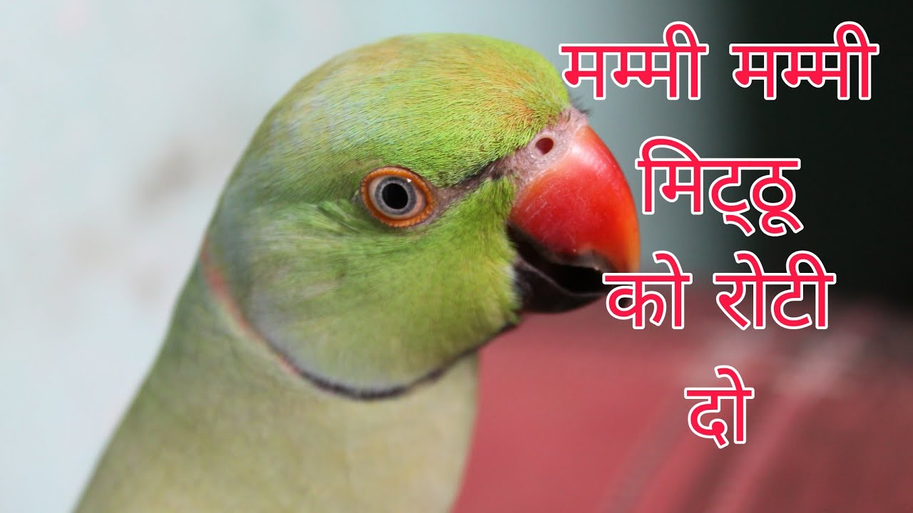 बोलने वाला प्यारा तोता😍मिट्ठू की प्यारी सी आवाज😱सबसे प्यारा तोता🥰मम्मी बोलने वाला तोता 🦜