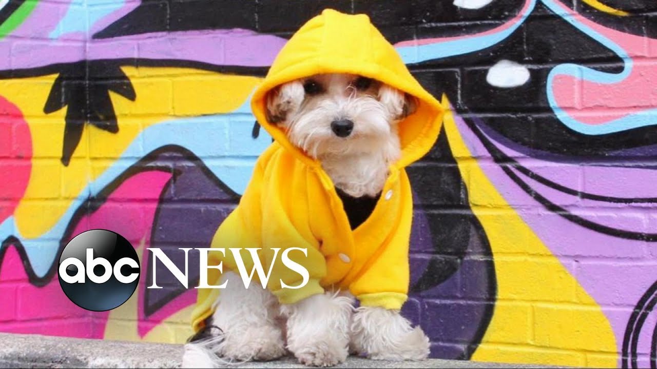 Dogs Who Are Instagram Famous