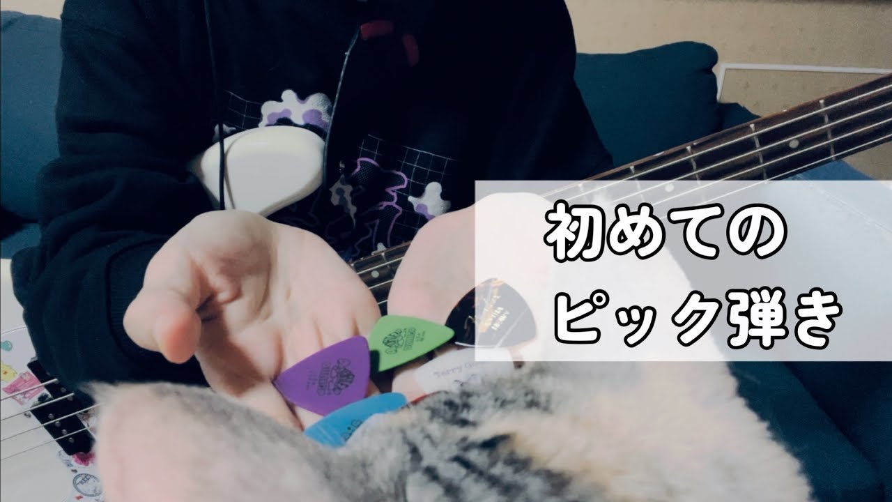 【子猫も気になる】初めてのピック演奏【ベース初心者】