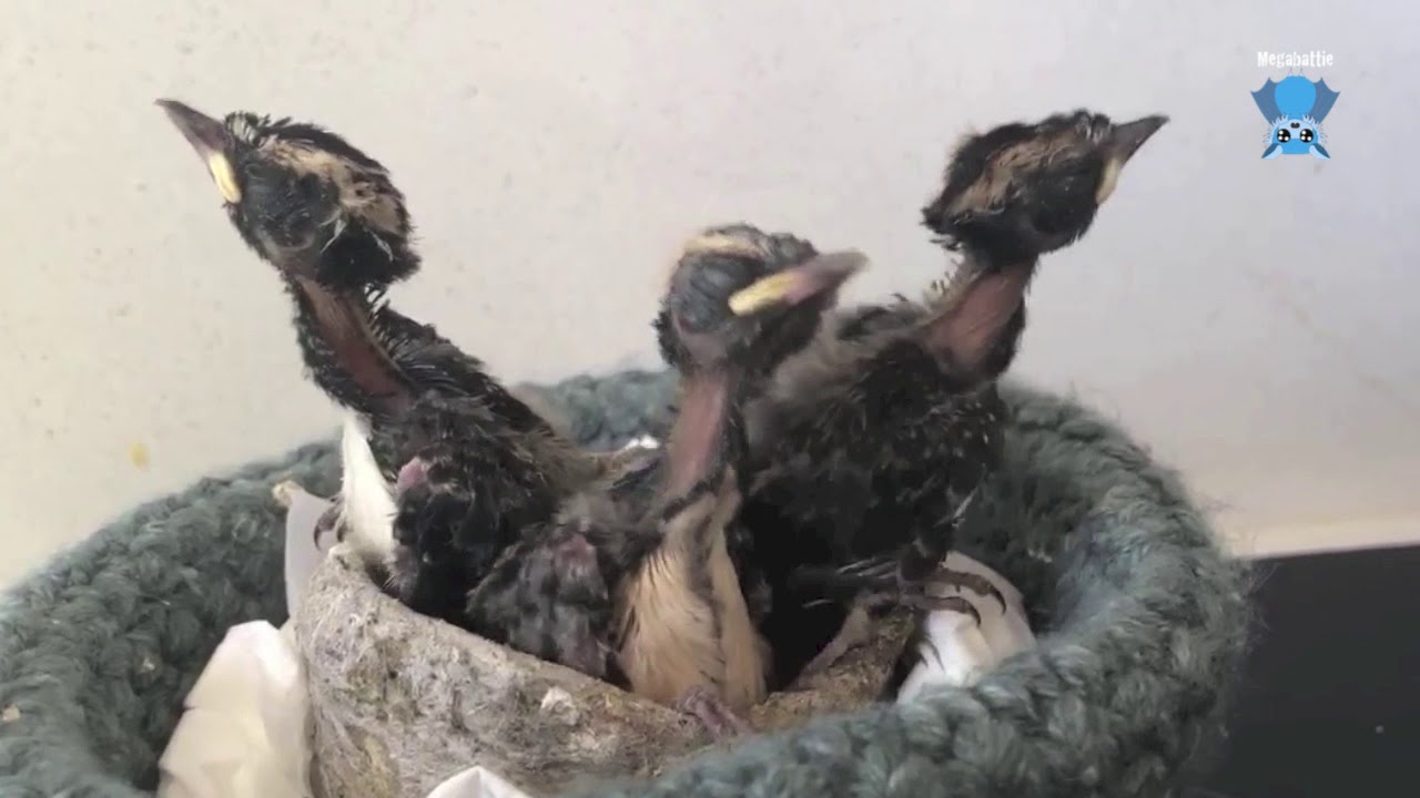 Raising Willy Wagtails:  the chicks grow up and start to wag their tails