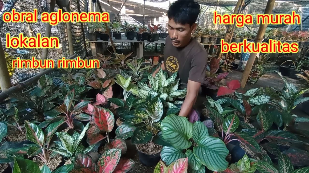 Obral aglonema lokalan rimbun rimbun dengan murah bunga yg terjangkau