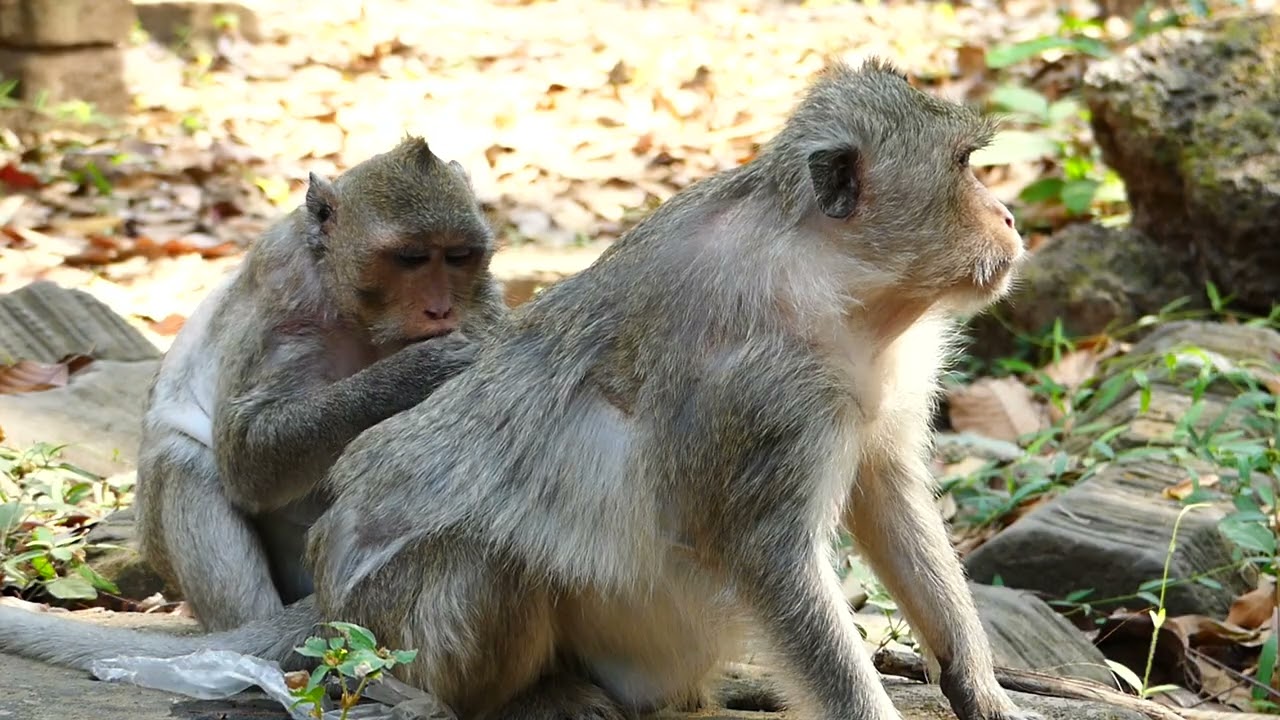 Jazzy monkey to help of her friend nursing