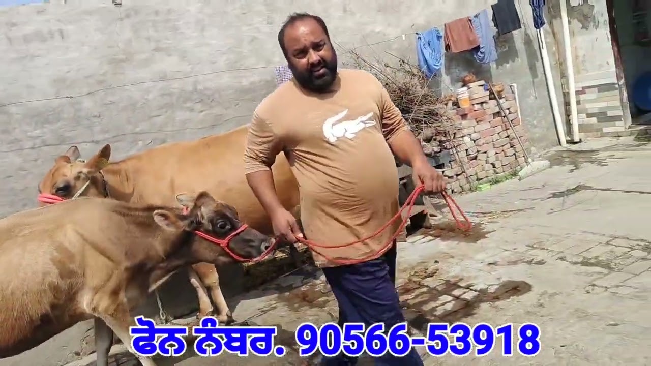 ਮੁੱਲ 18 ਹਜ਼ਾਰ 👉 2 ਤਾਜੀਆਂ ਸੂਈਆਂ ਜਰਸੀ ਵਹਿੜਾਂ ਵਿਕਾਊ❤️Beautiful Two Jersey Cows For Sale 