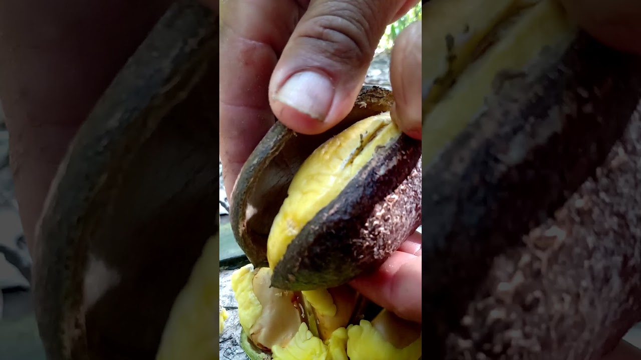 Fruta chamada JACARAND&Aacute; todo bicho gosta.