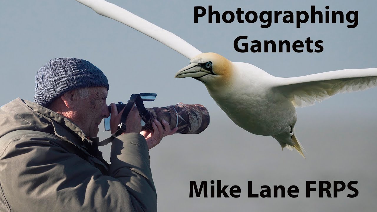 Diving Gannets in slow motion.