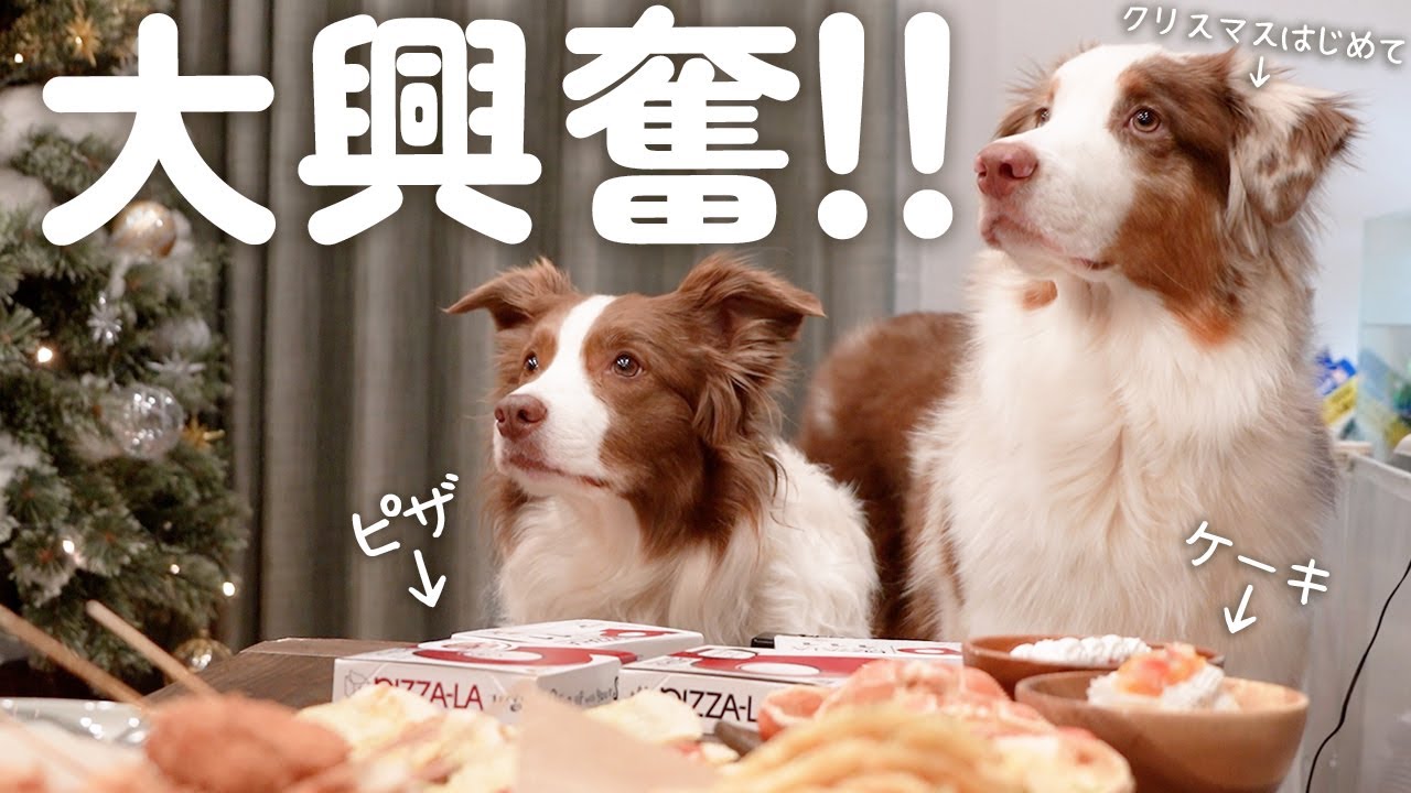 生まれて初めてのピザやケーキを食べたりプレゼントをもらった弟犬の反応が可愛すぎた！！！【ボーダーコリー・オーストラリアンシェパード】