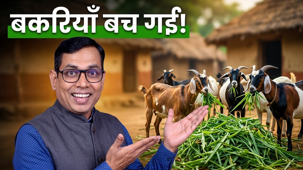बकरी की जानलेवा बीमारी: लिस्टरियोसिस का रहस्य! भाग 1
