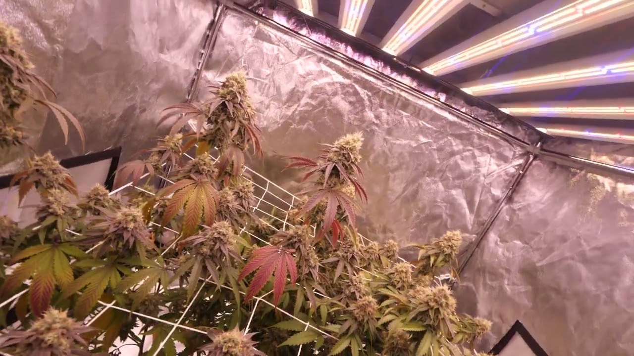 Slim 600H Gen 2 Garden Before Harvest