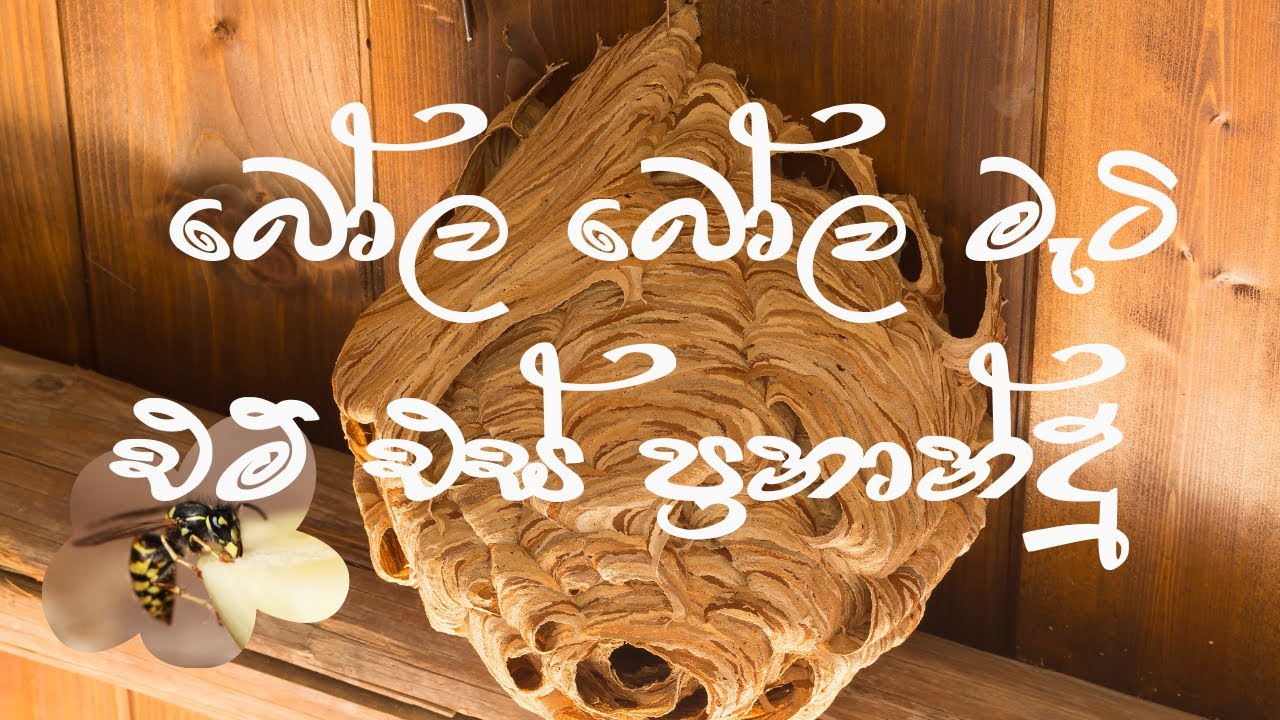 බෝල බෝල මැටි - එම් එස්  ප්&zwj;රනාන්දු |Bola Bola Mati-M.S.Fernando