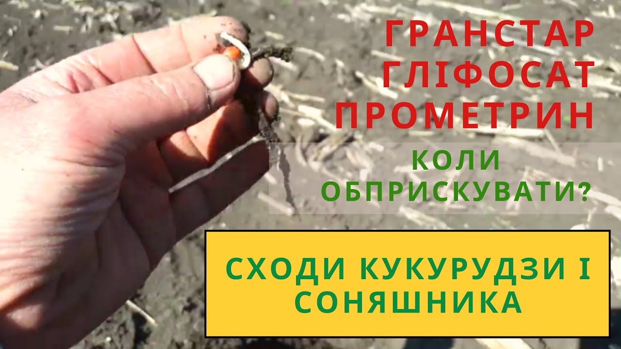 Очікування сходів кукурудзи і соняшника. Гербіциди, КОЛИ вносити???