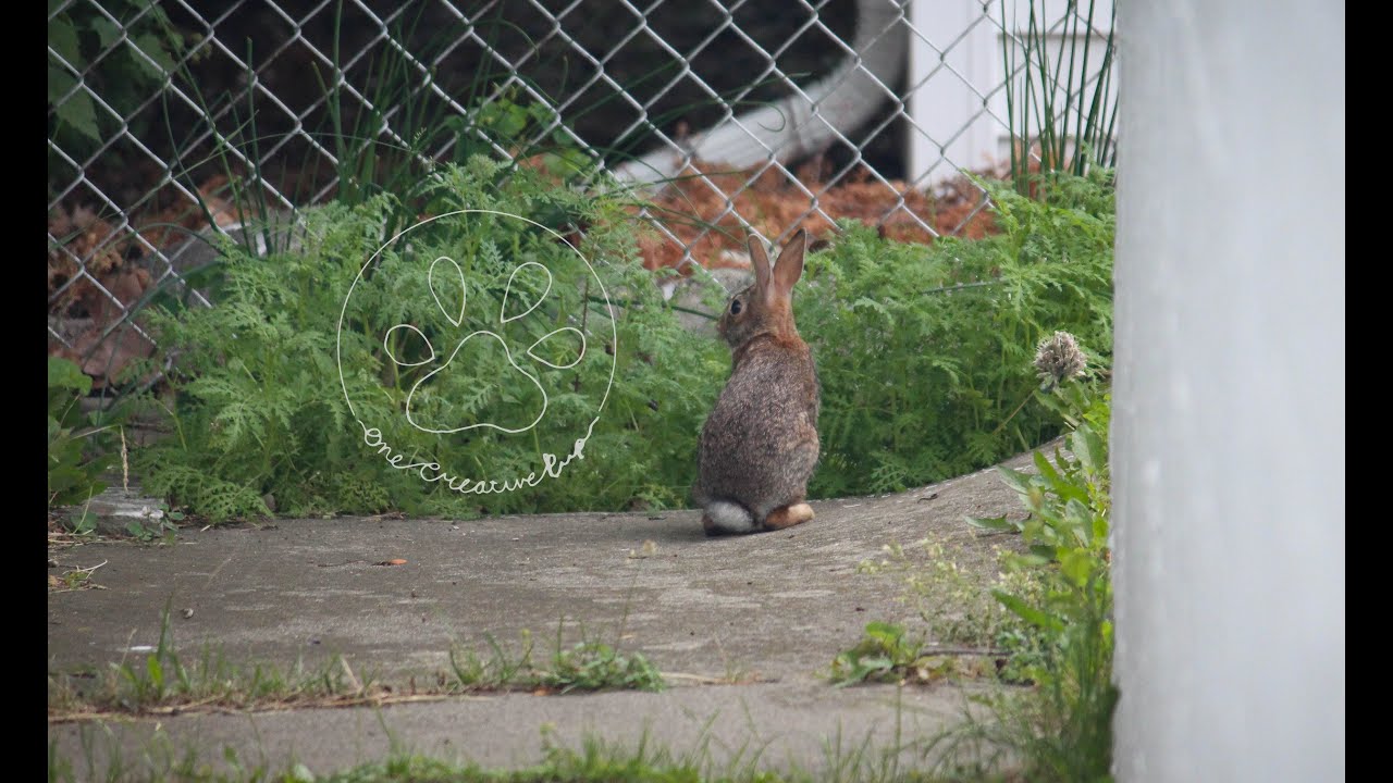 Backyard Bunny June 2021