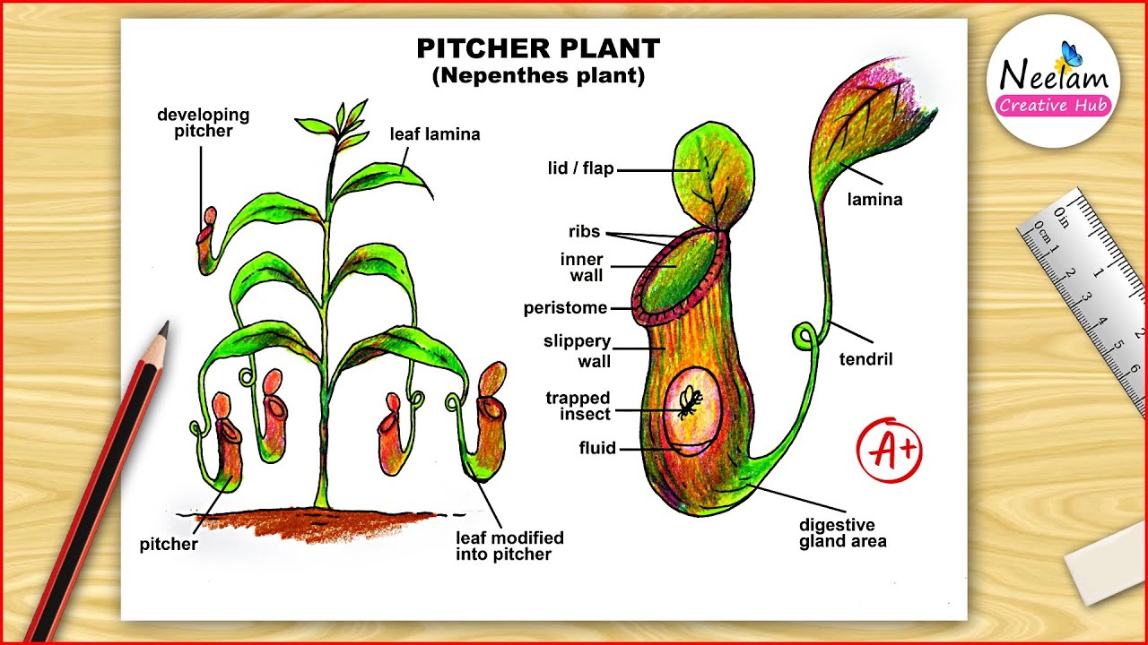 How to draw Pitcher plant easy diagram drawing / step by step coloured science diagram