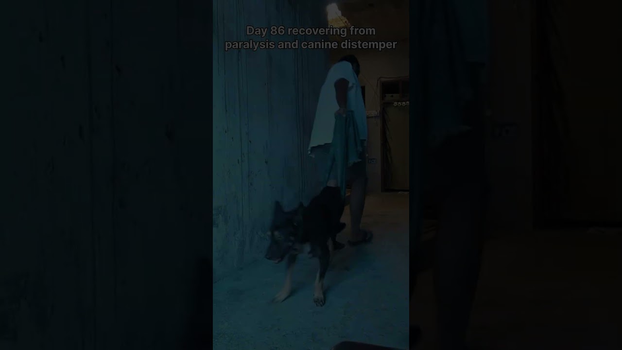 Day 86 recovering from paralysis and canine distemper A dog recovery story #recoverychallenge