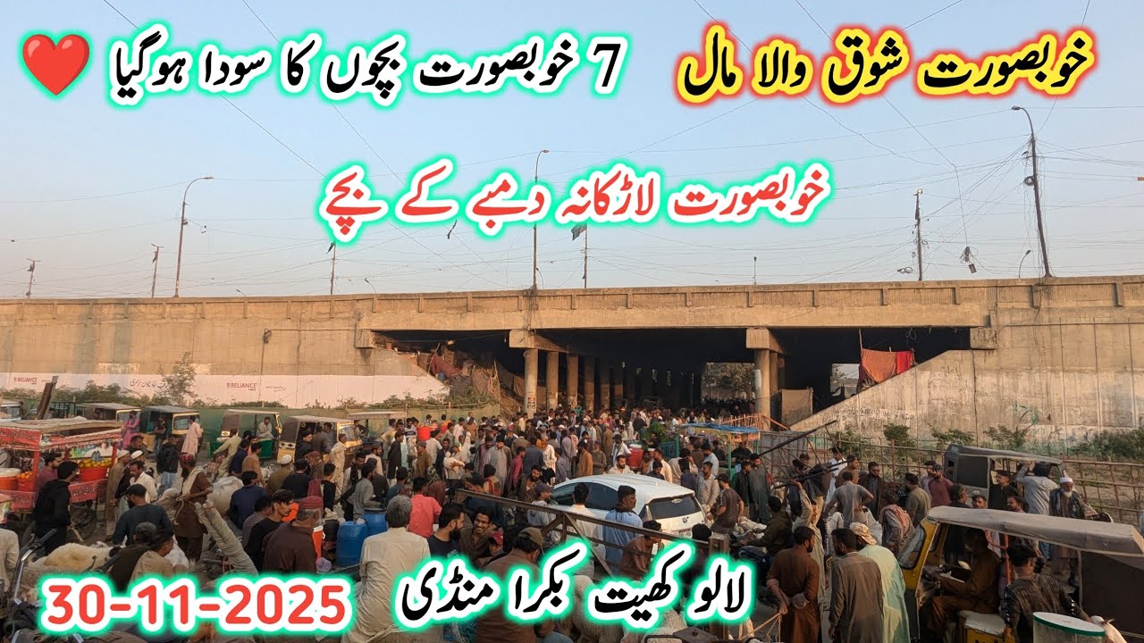 Lalukhet Bakra Mandi Latest Update l 30 Nov 2025 l Biggest Bakra Mandi In Pakistan l Bakra Mandi l