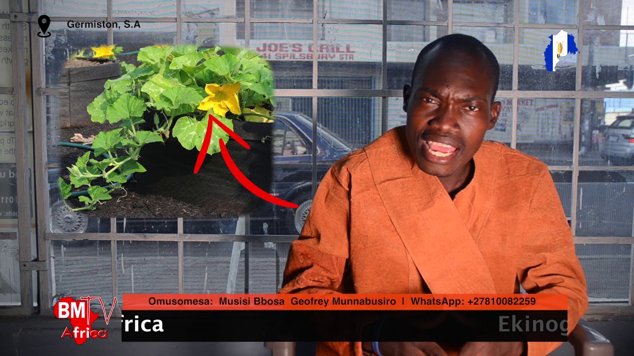 Ensujju ( Pumpkin ) | Ekinogezi Ky'olulimi Oluganda S1E02