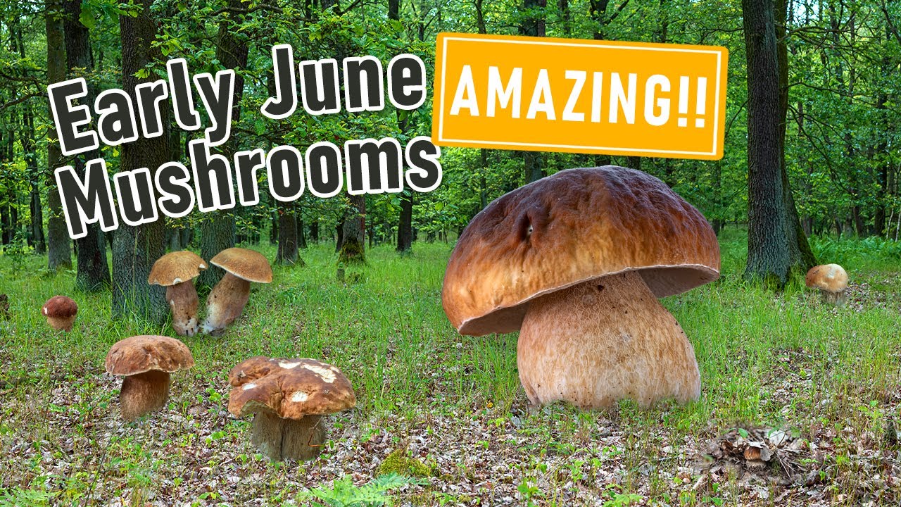 AMAZING Mushroom Foraging - Early June 2024 - Huge King Boletes, Boletus edulis, Boletus reticulatus