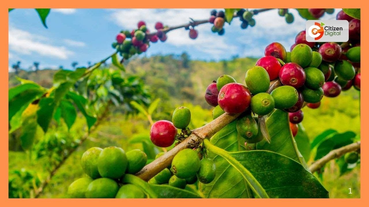 | Kenyas Gold | Coffee farming in Kenya| Part 1
