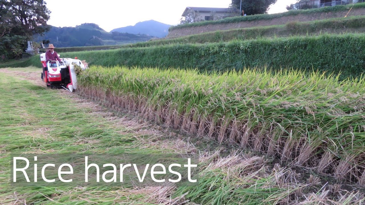 Rice harvest in Japan