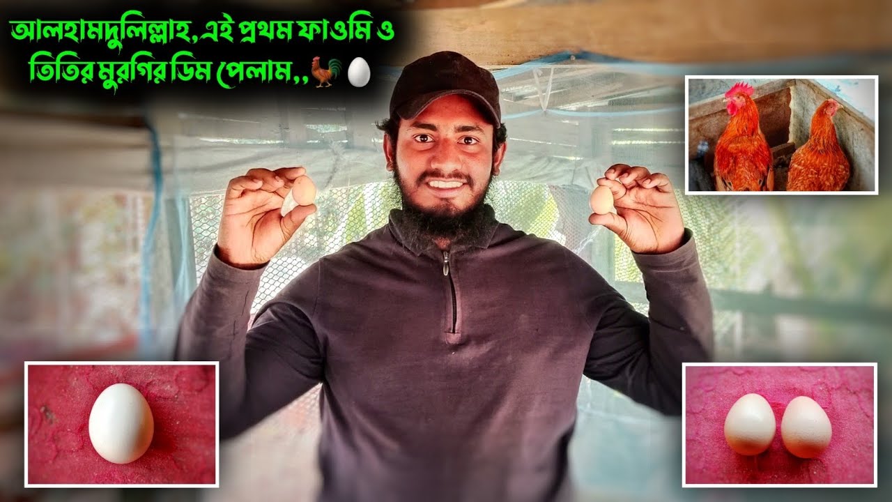 আলহামদুলিল্লাহ, এই প্রথম ফাওমি ও তিতির মুরগির ডিম পেলাম,,🐓🥚