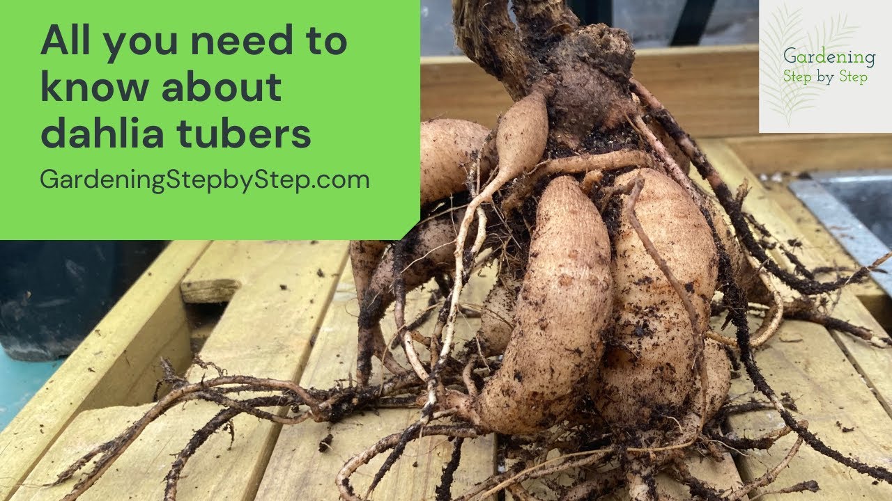 All you need to know about dahlia tubers