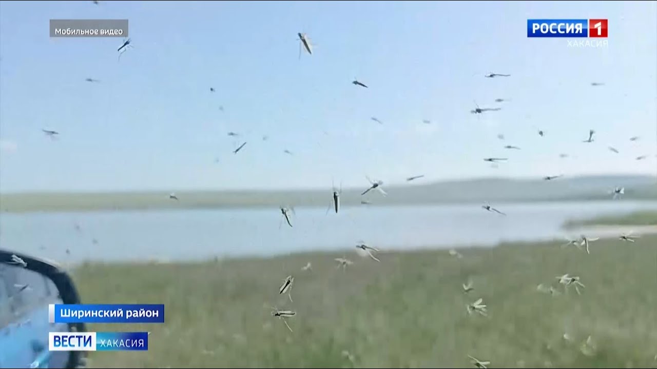 Жители Хакасии стали жаловаться на укусы насекомых
