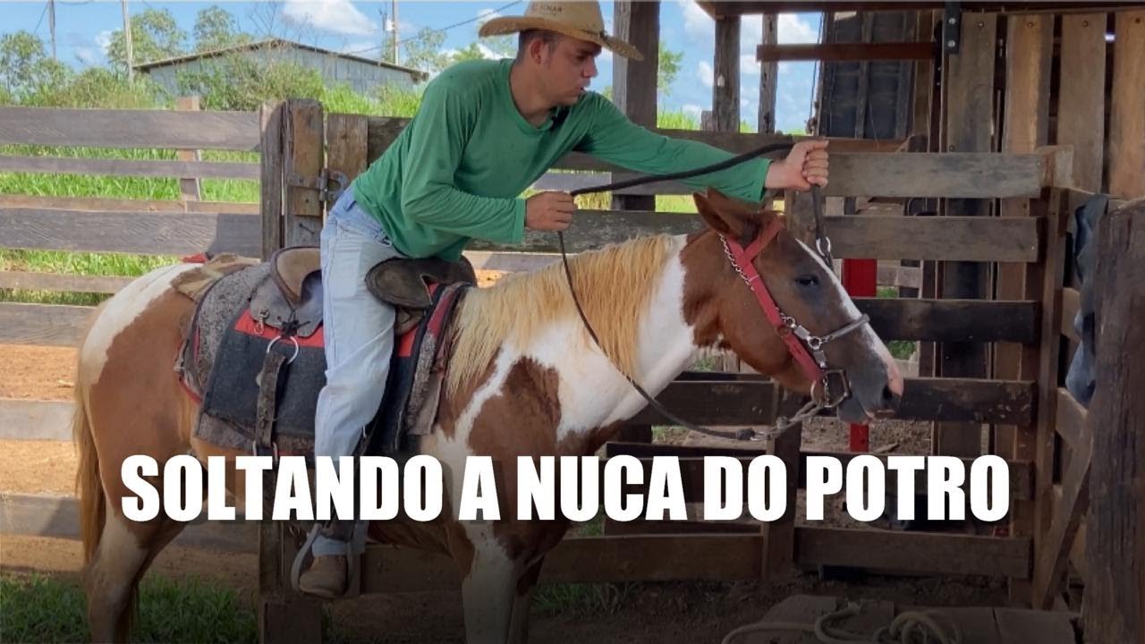 Primeiro exercício de nuca de um potro
