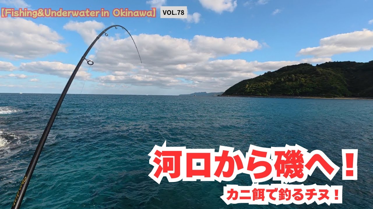 【沖縄釣り】河口が本命！カニ餌でチヌ連発！｜水中映像