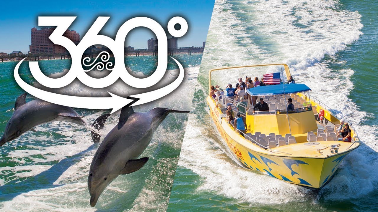Jumping with Wild Dolphins in Clearwater