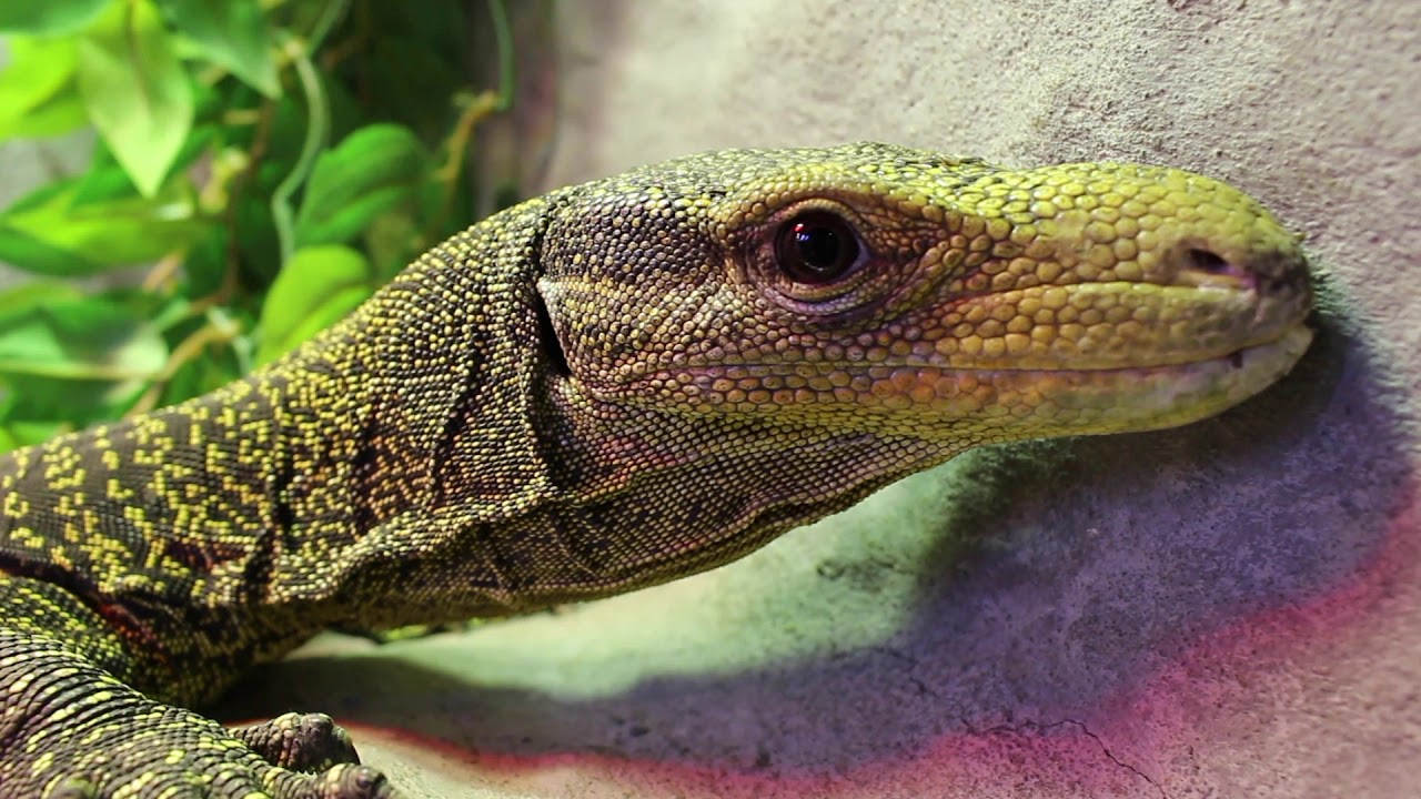 Crocodile Monitor at Manhattan Reptile World!