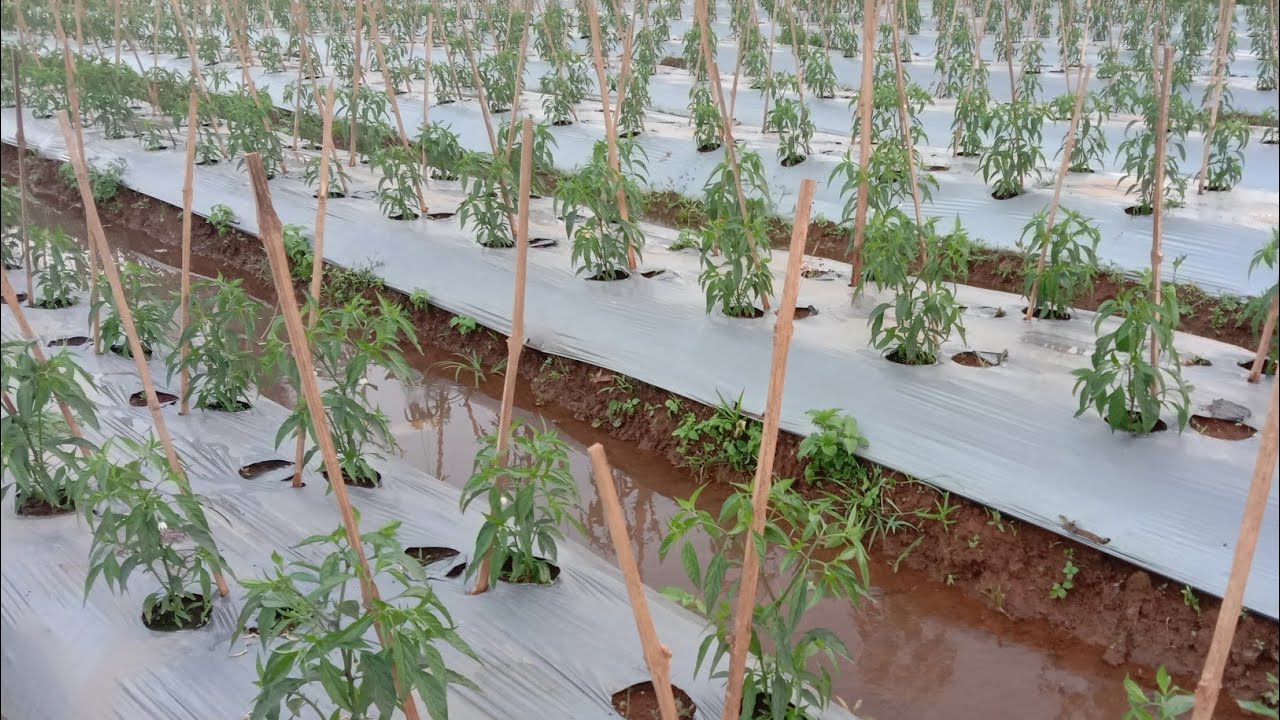 KEBUN CABE safeea Official  MULAU BERBUNGA