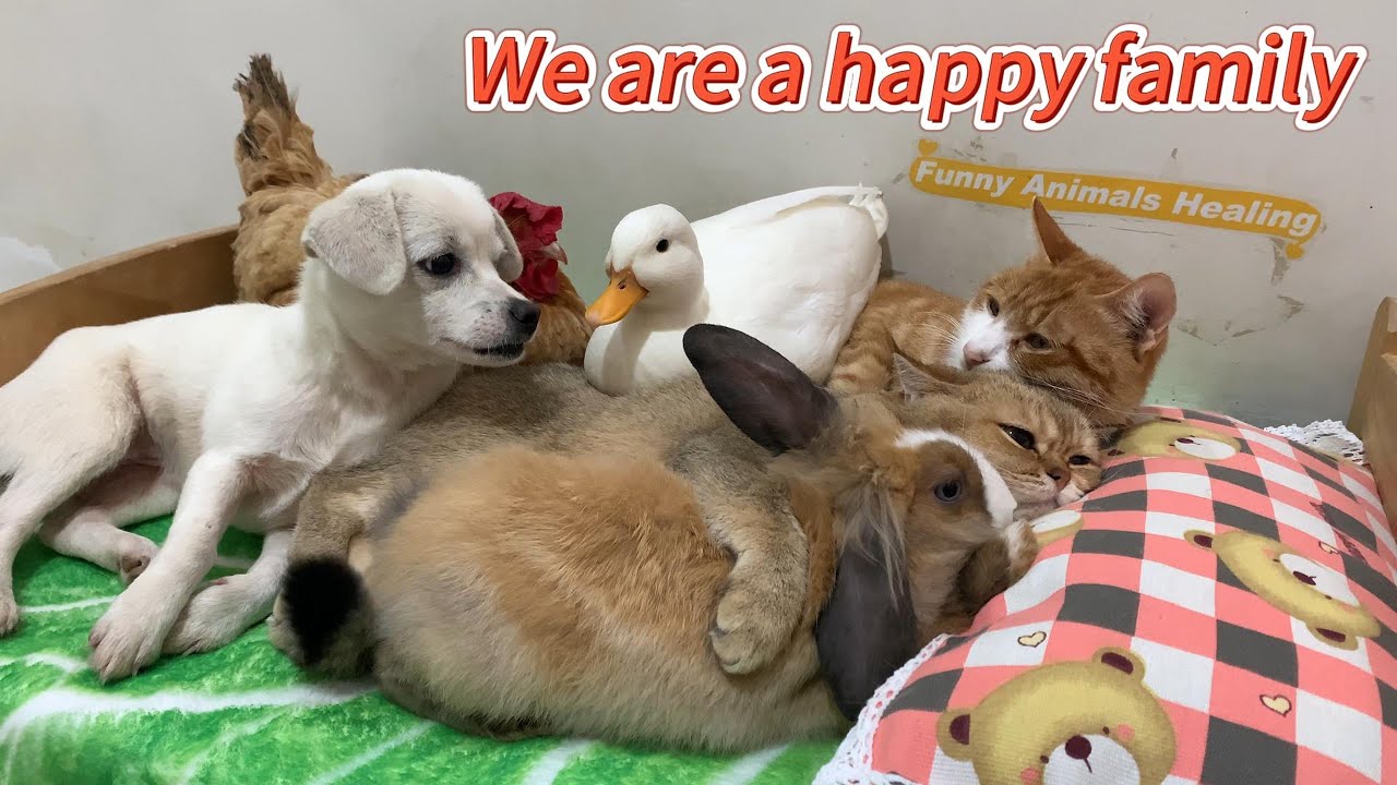 The cat couple became the parents of the rabbit, hen, puppy, and duck! What a happy animal family!