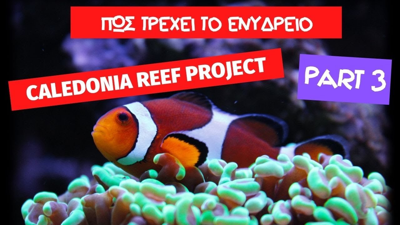 Caledonia reef project μέρος 3 παρουσίαση του ενυδρείου και χρήσιμα tips!!