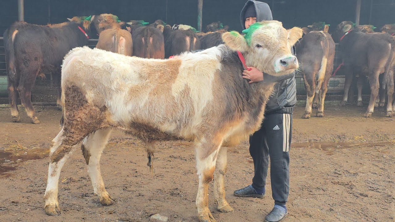 Siz Kutgan Shvetlar Xamidullodan Yosh va Yemlashga Tayyor Buqalar 8-fevral, 2026