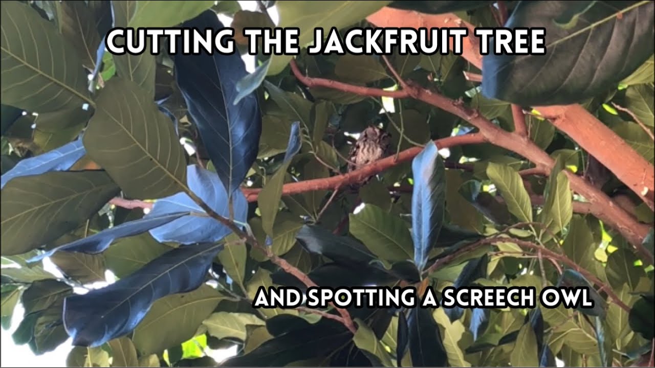 Pruning a Jackfruit Tree